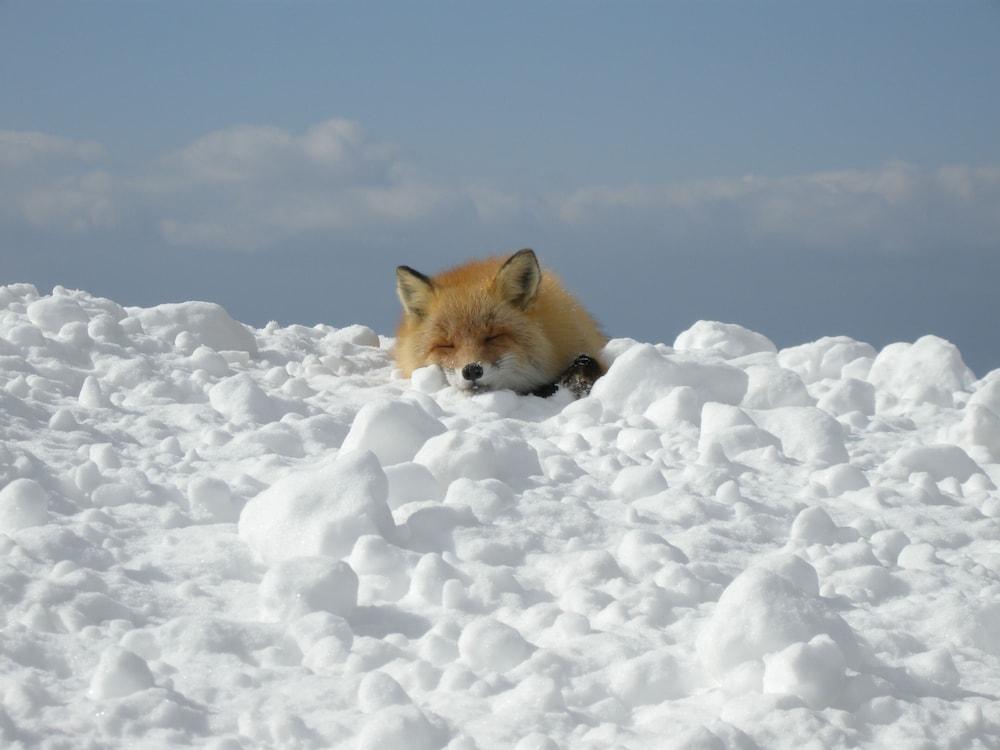 Kyukamura Shikotsuko Титосе Екстериор снимка